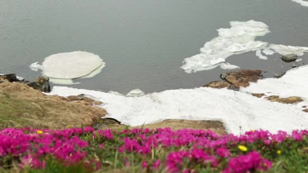 Ροδόδεντρο Λουλούδι Κοντά Μια Λίμνη Παγετώνα Στο Βουνό — Αρχείο Βίντεο