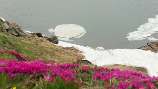 Rododendron Virág Közelében Gleccser Hegyen — Stock videók