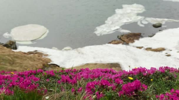 Цветок Рододендрона Возле Ледникового Озера Горах — стоковое видео
