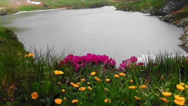 Rhododendron Flor Perto Lago Geleira Montanha — Vídeo de Stock