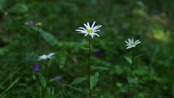 Piękne Dzikie Kwiaty Okresie Letnim — Wideo stockowe