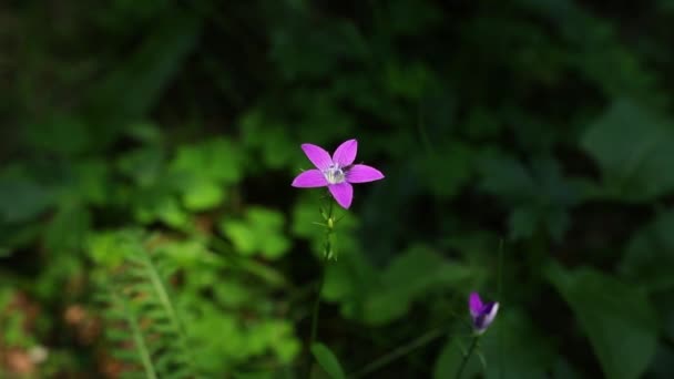 Hermosas Flores Silvestres Verano — Vídeos de Stock