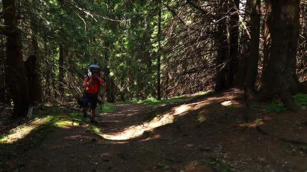 徒步旅行者背着背包在青翠的山林中漫步 — 图库视频影像