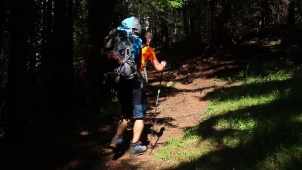 Одинокий Турист Рюкзаком Идущий Зеленому Лесу Горах — стоковое видео
