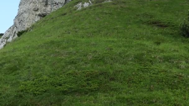 Erstaunliche Berglandschaft Aus Großer Höhe Sommer — Stockvideo