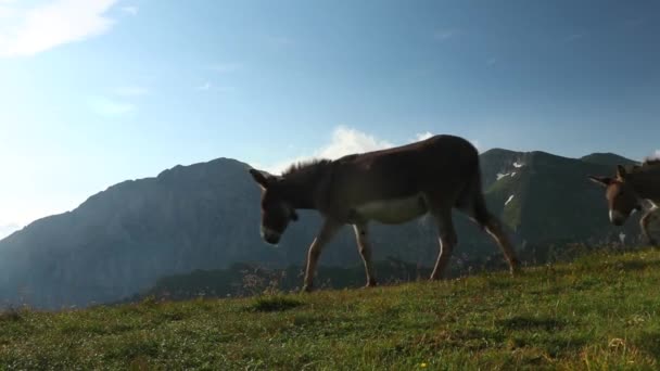 Manada Burros Gran Altitud Montaña Durante Verano — Vídeos de Stock