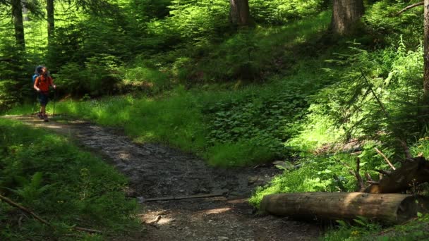 Solo Wandelaar Met Een Rugzak Wandelen Door Het Groene Bos — Stockvideo