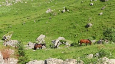 Atlar yaz boyunca yüksek dağlarda otlar.