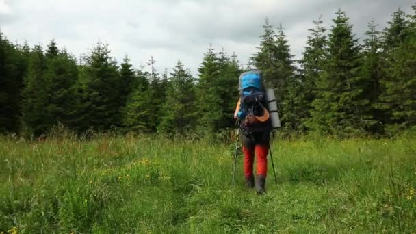 Excursionista Camina Bosque Abeto Con Una Mochila Durante Verano Montaña — Vídeos de Stock