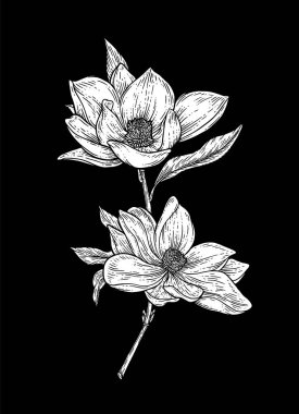 El Çizimi Çiçek Botanik Koleksiyonu. Manolya Çiçeği Çizimleri. Kara Arkaplanda Çizgi Sanatı. El Çizimi Botanik Vektör Resimleri.
