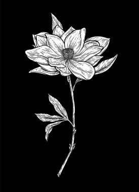 El Çizimi Çiçek Botanik Koleksiyonu. Manolya Çiçeği Çizimleri. Kara Arkaplanda Çizgi Sanatı. El Çizimi Botanik Vektör Resimleri.