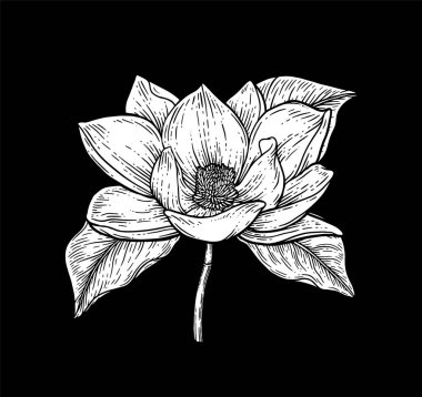 El Çizimi Çiçek Botanik Koleksiyonu. Manolya Çiçeği Çizimleri. Kara Arkaplanda Çizgi Sanatı. El Çizimi Botanik Vektör Resimleri.