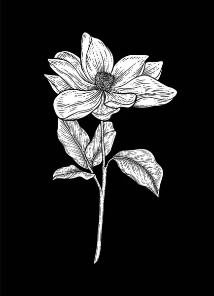 手描きの花植物コレクション マグノリアの花の図面 黒を基調としたラインアート 手描き彫刻植物ベクターイラスト — ストック写真