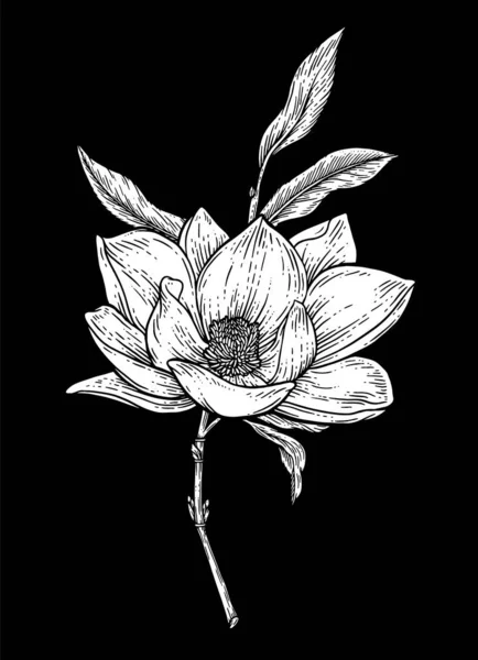 Collezione Botanica Floreale Disegnata Mano Disegni Fiori Magnolia Line Art — Foto Stock