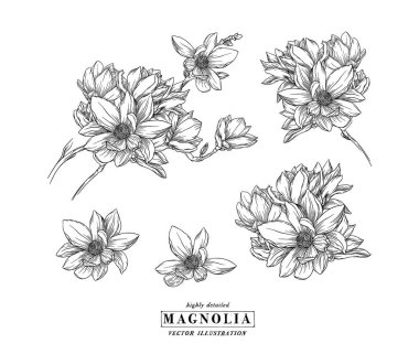 Manolya çiçekleri beyaz arka planda çizgi sanatı çiziyor. Siyah ve beyaz, beyaz arka planda çizgi sanatı var. El Çizimi Botanik Çizimleri. Vektör.