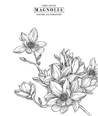 Manolya çiçekleri beyaz arka planda çizgi sanatı çiziyor. Siyah ve beyaz, beyaz arka planda çizgi sanatı var. El Çizimi Botanik Çizimleri. Vektör.