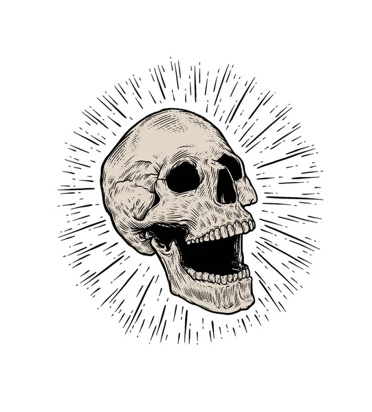 Arte Anatómico Del Vector Craneal Ilustración Detallada Dibujada Mano Cráneo — Vector de stock