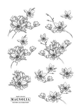 Gravür Vektör İllüstrasyon Çiçek Botanik Koleksiyonu. Beyaz Arkaplanda Manolya Çiçeği Çizimleri. El Çizimi Botanik Vektör Resimleri Tebrik Kartı, Düğün Davetiyesi, Yazdırma, Poster.