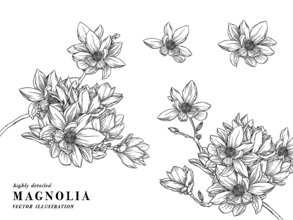 Гравюра Векторна Ілюстрація Квіткова Колекція Ботаніки Магнолія Квіти Малюнки Білому — стоковий вектор