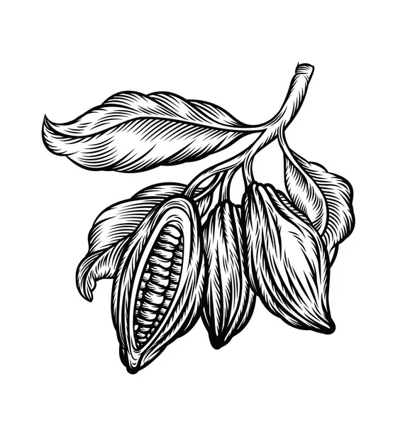 Frijoles Cacao Aislados Sobre Fondo Blanco Dibujo Estilizado Vintage Cacao — Vector de stock