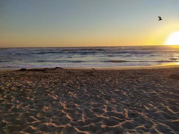 Meeuw Een Zonsondergang Voor Zee — Stockfoto