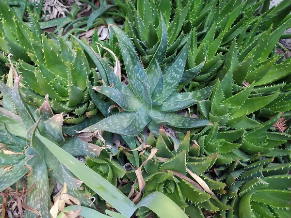 Dikenli yeşil bitki