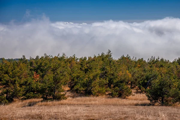 Vue Incroyable Depuis Terrasse Observation Sur Forêt Automne Été Images De Stock Libres De Droits