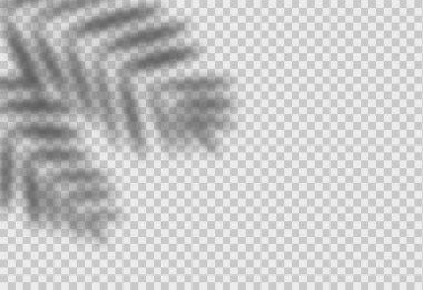 Palm leaf shadow. Vector overlay effect with tropical leaves. Realistic vector shade mockup