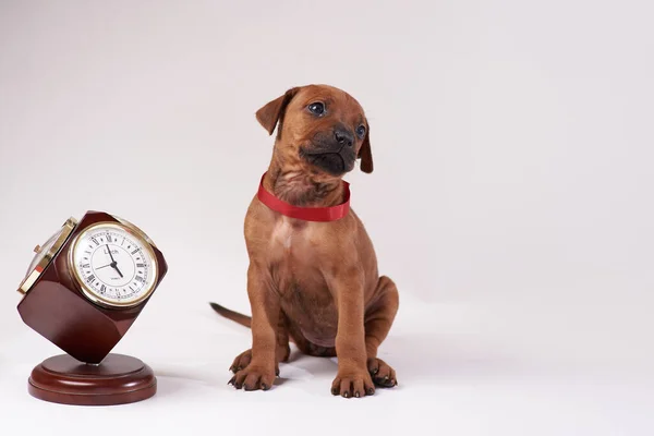 Rodezya ridgeback köpeği, köpek, çoban köpeği, köpek yavrusu