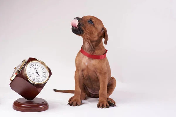 Rodezya ridgeback köpeği, köpek, çoban köpeği, köpek yavrusu