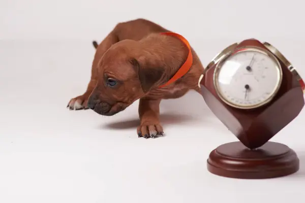 Rodezya ridgeback köpeği, köpek, çoban köpeği, köpek yavrusu