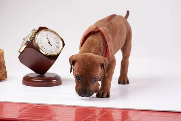 Rodezya ridgeback köpeği, köpek, çoban köpeği, köpek yavrusu