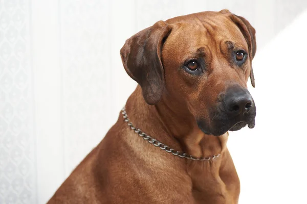 Rodezya ridgeback köpeği, köpek, çoban köpeği, köpek yavrusu