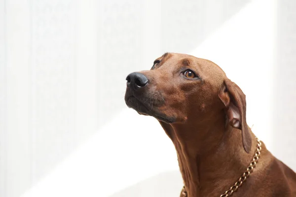Rodezya ridgeback köpeği, köpek, çoban köpeği, köpek yavrusu