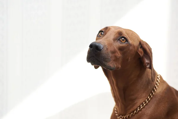 Rodezya ridgeback köpeği, köpek, çoban köpeği, köpek yavrusu