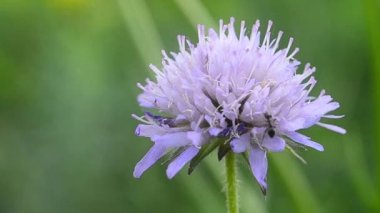 Lupinler, mor çiçekler ve karınca, yakın plan.