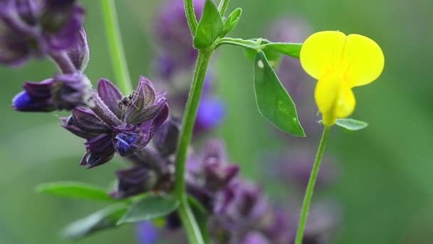 Il fiore viola è sabbioso. Le formiche strisciano lungo il fiore. Primo piano — Video Stock