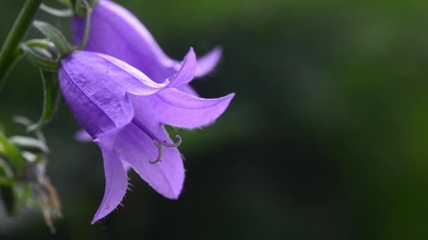 Close-up flor de sino de campo roxo em um fundo borrado balançando no vento em um prado verde orvalho-cheio de manhã — Vídeo de Stock