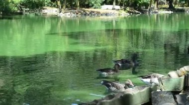 Bir ördek kanatlarını çırparak gölde yüzer ve suda yiyecek arar. Küçük, vahşi bir Mallard. Bataklık gölünde. Yaz günü kuru çimenler..