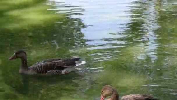En anka simmar på sjön och flaxar med vingarna och letar efter mat i vattnet. En liten, vild Mallard på en sumpig sjö med torrt gräs en sommardag. — Stockvideo