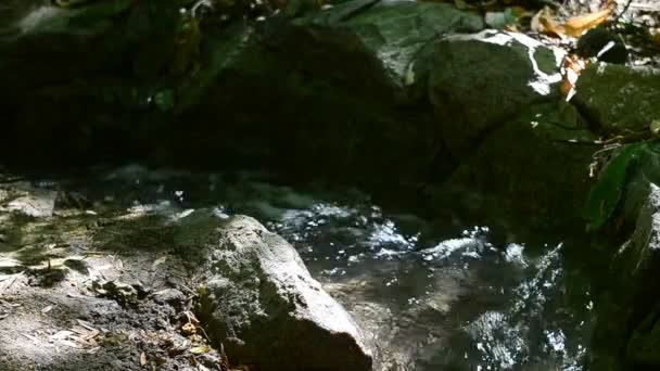 夏林中的小山溪，清澈的蓝水在潮湿的岩石间流淌. — 图库视频影像