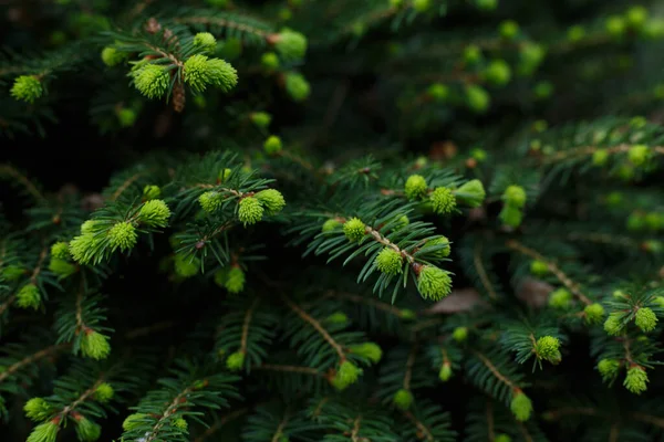 Selective focus, fir bud close up. Layout made of spruce branches with new growing needles. — Stock Photo, Image