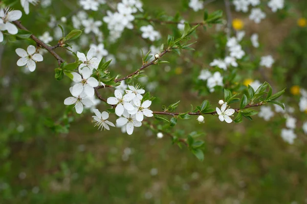 Selektiv fokus, blommande trädgren med vita blommor mot suddig gräs bakgrund — Stockfoto