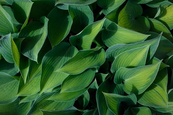 Lange grüne Hosta hinterlässt Hintergrund mit Kopierraum. Konzept von Sommer und Natur — Stockfoto