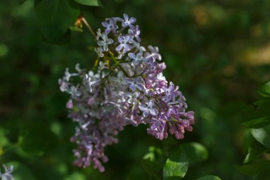 Seçici odak, güneş ışığında açan leylak çiçekleri ile dalın kapatılması