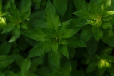 Güneş ışığıyla orman yeşilliklerinin en üst görüntüsü