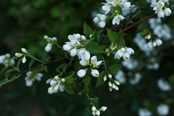 Enfoque selectivo, primer plano de la floreciente rama de cerezo con flores blancas — Foto de Stock