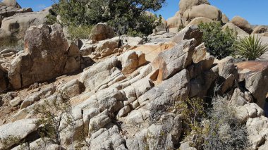 Çöldeki kayalıklar, Palm Desert 'ta çalılık.