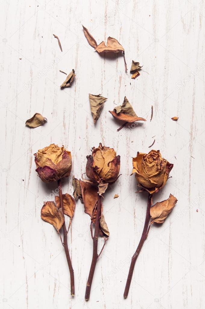 Dried roses on white wooden table top