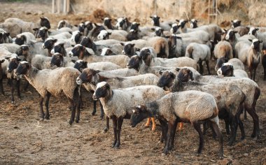 Koyun çiftliği. Bir grup evcil koyun.